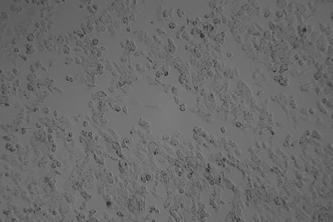 HCT116/L人結腸癌耐奧沙利鉑細胞株