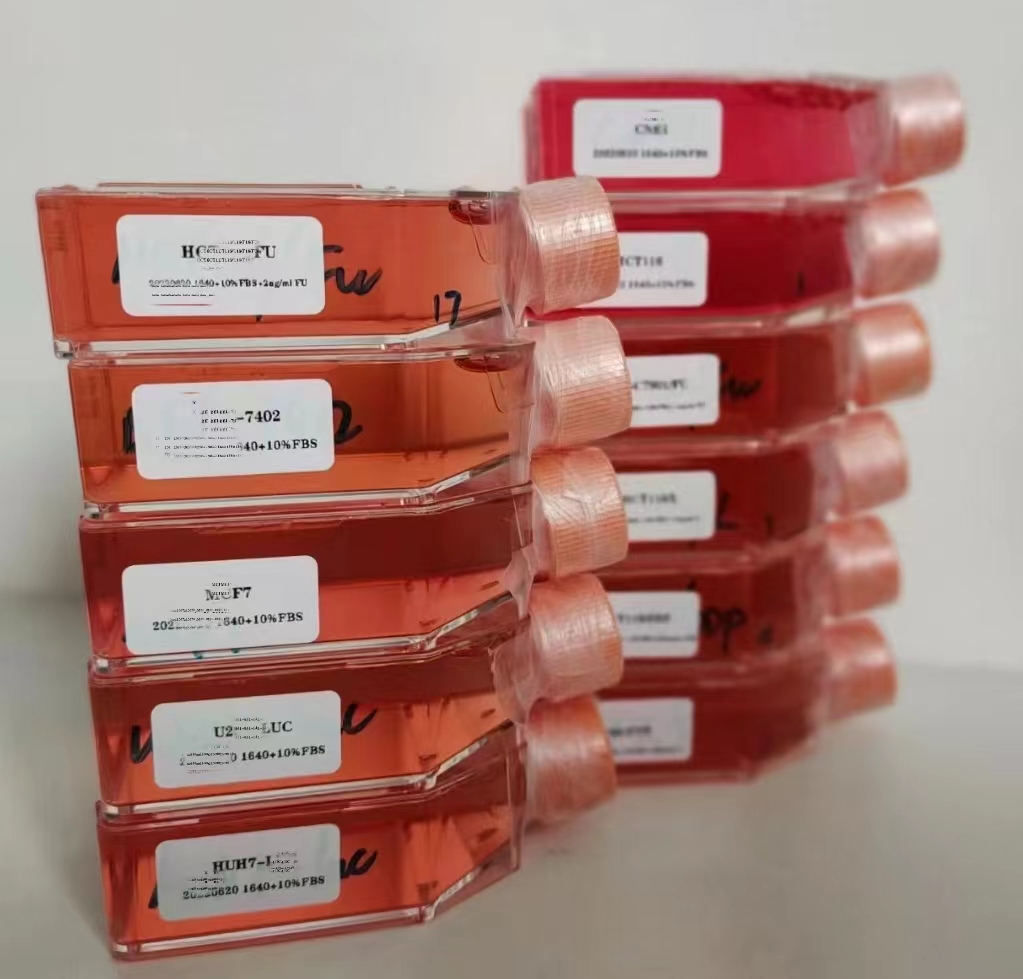 PC-12高分化 大鼠腎上腺嗜鉻細(xì)胞瘤細(xì)胞